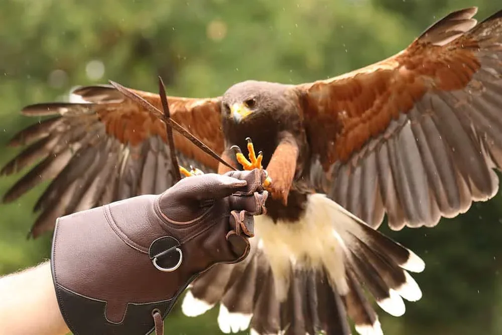 A bird of prey spreading its wings while perched on a falconry glove.