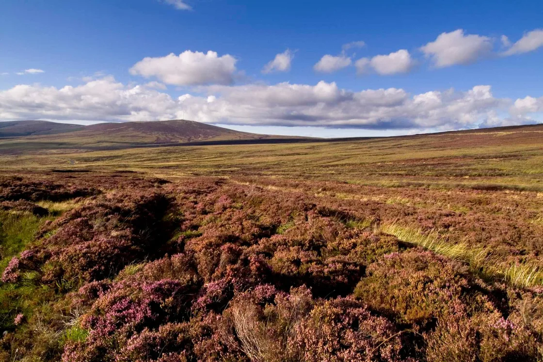 Purple heather stretching across open hills beneath a blue sky.