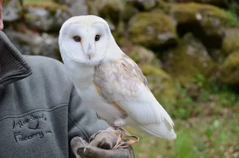 A white owl perched on a falconry glove.